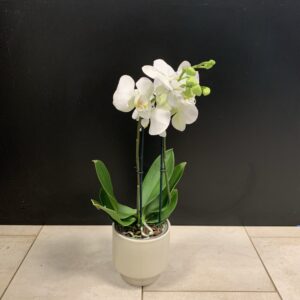 Orkidé 2 stänglar