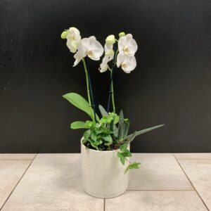 Orkidéplantering liten