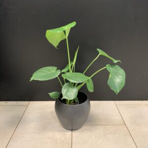 Monstera
