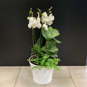 Orkidéplantering stor