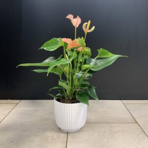 Anthurium i kruka
