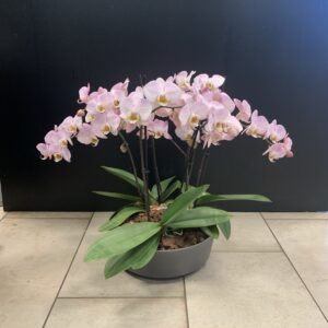 Rosa orkidéplantering