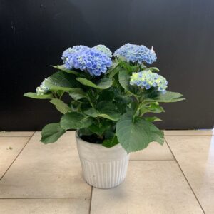 Hortensia i kruka
